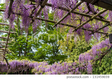 Toba Wisteria, Kyoto City Waterworks Bureau: Toba Water Environment Conservation Center 131459039
