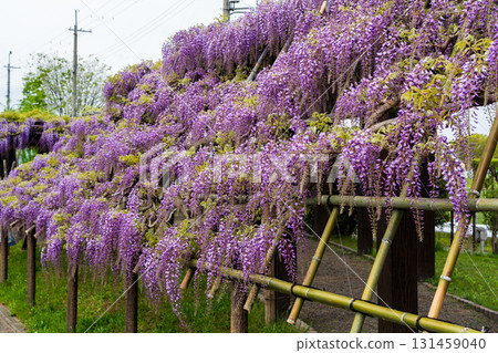 Toba Wisteria, Kyoto City Waterworks Bureau: Toba Water Environment Conservation Center 131459040