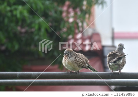 couple red collared dove hanging on iron pipe and preening feather in sky background  couple red collared dove hanging on iron pipe and preening feather in sky background  131459096