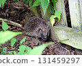 Hedgehog in the Corner of an Unkempt Urban Garden 131459297