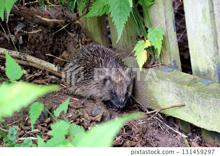 Hedgehog in the Corner of an Unkempt Urban Garden 131459297