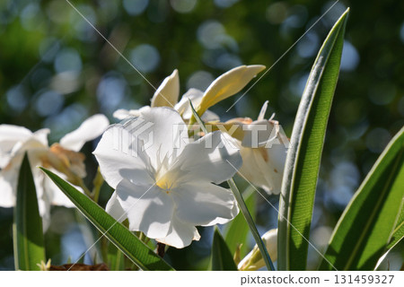 Pinewood Pinewood 131459327