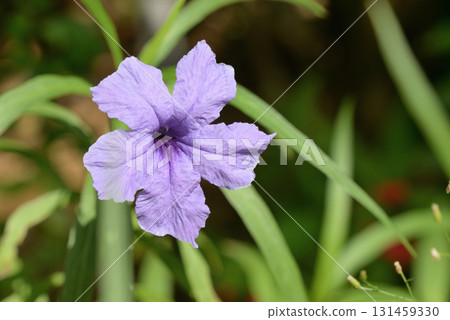 Lueria squalosa 131459330