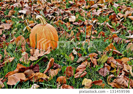 Pumpkin in autumn grass with scattered leaves symbolizing seasonal harvest 131459596