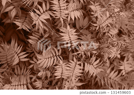 Foliage pattern fills frame with fine serrated leaves and berry clusters in mocha mouse palette 131459603