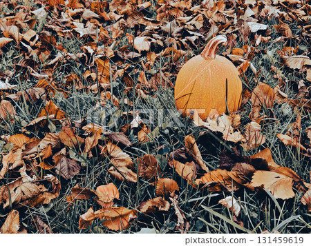 Small pumpkin resting on dry autumn leaves in rustic seasonal scene Small pumpkin resting on dry autumn leaves in rustic seasonal scene 131459619