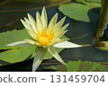 Tropical Water Lily (Sunshine) Tropical Water Lily (Sunshine) 131459704
