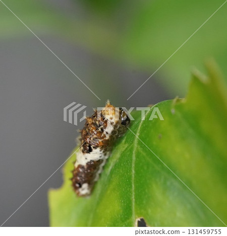Swallowtail butterfly larvae on a lemon tree Swallowtail butterfly larvae on a lemon tree 131459755