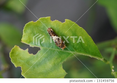 Swallowtail butterfly larvae on a lemon tree Swallowtail butterfly larvae on a lemon tree 131459756