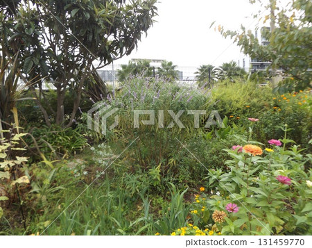 剛開始開花的百日菊和鼠尾草 131459770