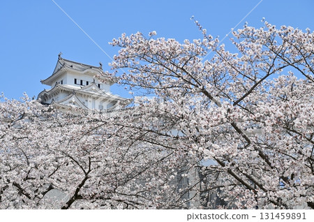 主塔和盛開的櫻花(姬路城) 主塔和盛開的櫻花(姬路城) 131459891