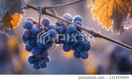 A morning of frozen grape bunches covered in frost 131459994