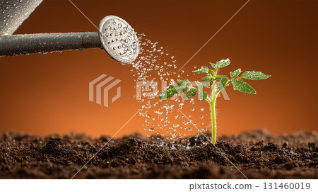 Watering tomato seedlings with a watering can 131460019