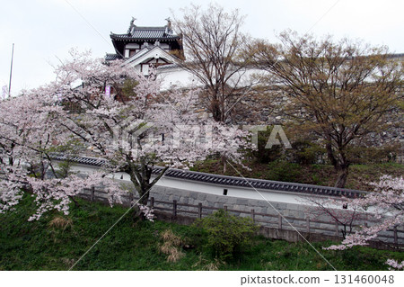 Cherry blossoms at Fukuchiyama Castle (from the Shoryu Bridge side) Cherry blossoms at Fukuchiyama Castle (from the Shoryu Bridge side) 131460048