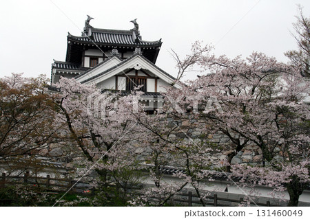 Cherry blossoms at Fukuchiyama Castle (from the Shoryu Bridge side) Cherry blossoms at Fukuchiyama Castle (from the Shoryu Bridge side) 131460049