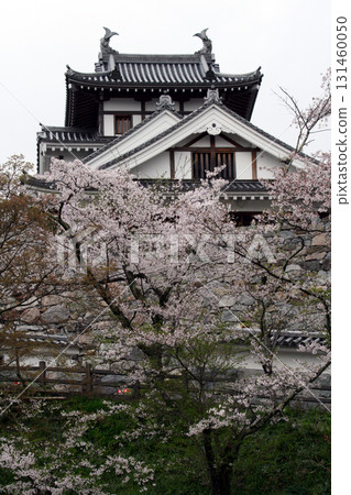 Cherry blossoms at Fukuchiyama Castle (from the Shoryu Bridge side) Cherry blossoms at Fukuchiyama Castle (from the Shoryu Bridge side) 131460050