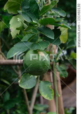 Citrus sinensis (L). Orange fruit on a plant Citrus sinensis (L). Orange fruit on a plant 131460130
