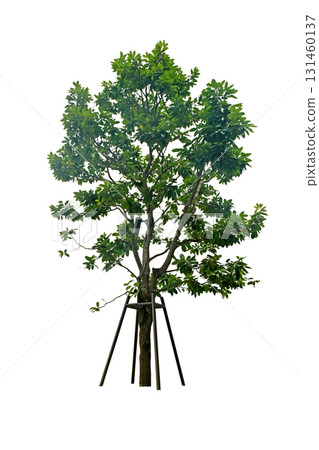 Shorea roxburghii G.Don ,( Dipterocarpaceae ) tree 131460137