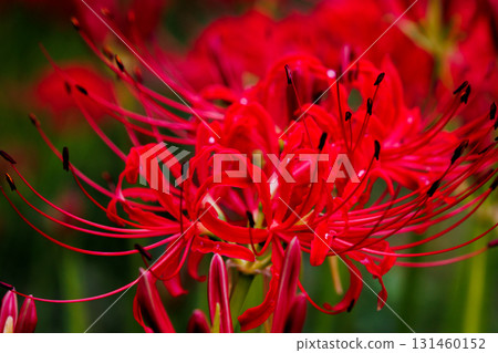 紅蜘蛛百合 紅蜘蛛百合 131460152