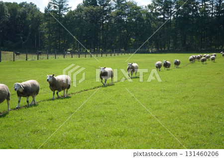 Sheep's March Sheep's March 131460206