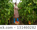 Woman harvesting tomatoes in greenhouse 131460282