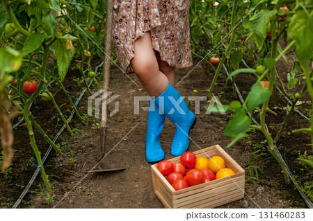 Harvesting tomatoes in greenhouse with garden tools 131460283