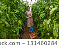 Gardener woman harvesting tomatoes in greenhouse 131460284