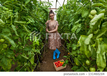 Gardener woman harvesting tomatoes in greenhouse 131460284