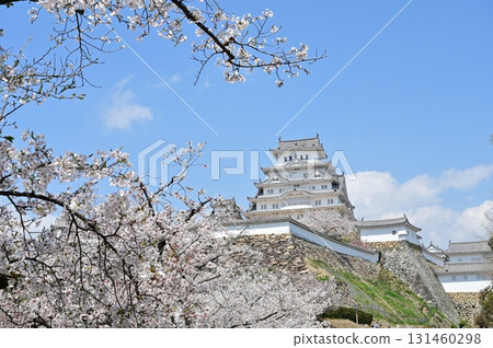 Main tower, Taiko yagura (drum tower) and cherry blossoms (Himeji Castle) Main tower, Taiko yagura (drum tower) and cherry blossoms (Himeji Castle) 131460298