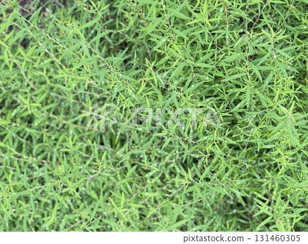 Fresh thin leaves and raindrops Fresh thin leaves and raindrops 131460305