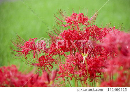 Cluster amaryllis 131460315