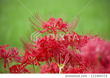 Cluster amaryllis Cluster amaryllis 131460316