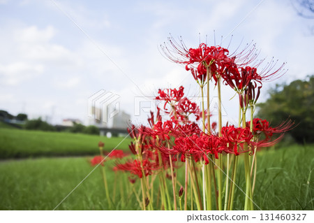 Cluster amaryllis 131460327