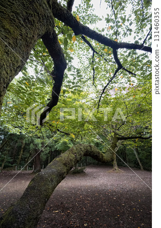 A winding tree that exudes the power of nature 131460355