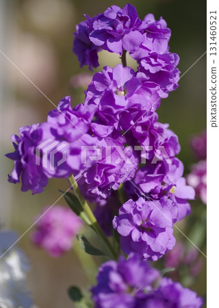 Purple stock flowers are in bloom. The scientific name is Matthiola incana. 131460521
