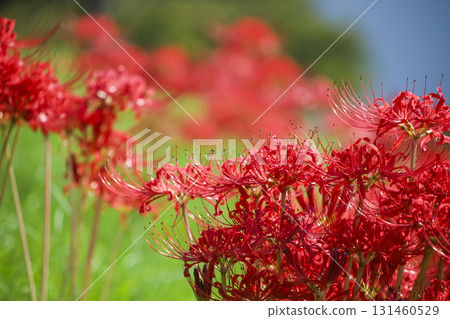 Cluster amaryllis Cluster amaryllis 131460529