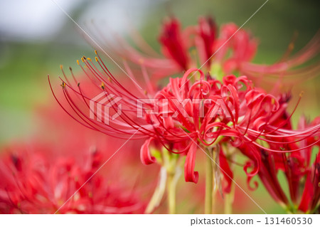 Cluster amaryllis 131460530