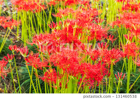 cluster spider lilies growing in clusters cluster spider lilies growing in clusters 131460538