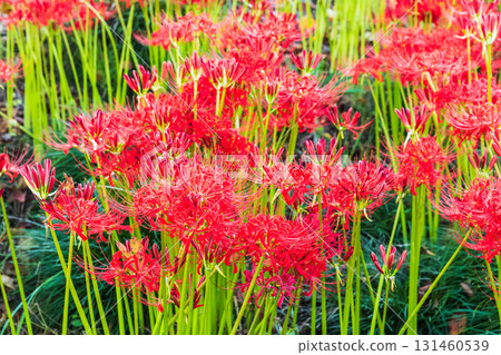 cluster spider lilies growing in clusters cluster spider lilies growing in clusters 131460539