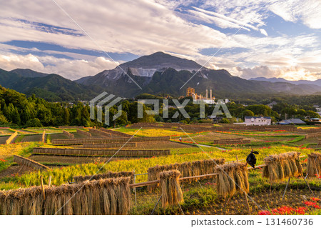 <Saitama Prefecture> Autumn in Chichibu, Terasaka Rice Terraces at Dusk 131460736