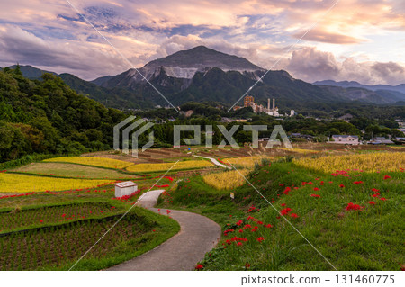 <Saitama Prefecture> Autumn in Chichibu, Terasaka Rice Terraces at Dusk 131460775
