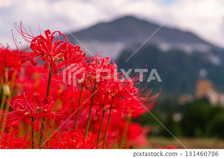 <Saitama Prefecture> Autumn in Chichibu, Terasaka Rice Terraces at Dusk <Saitama Prefecture> Autumn in Chichibu, Terasaka Rice Terraces at Dusk 131460786