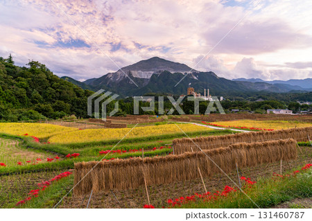 <Saitama Prefecture> Autumn in Chichibu, Terasaka Rice Terraces at Dusk 131460787