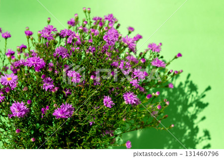 Bouquet of purple wildflowers. Purple wildflowers. Rays of sunshine illuminate vibrant purple blossoms. 131460796