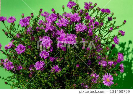 Bouquet of purple wildflowers. Purple wildflowers. Rays of sunshine illuminate vibrant purple blossoms. Bouquet of purple wildflowers. Purple wildflowers. Rays of sunshine illuminate vibrant purple blossoms. 131460799