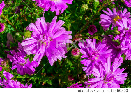 Purple wildflowers close-up. Rays of sunshine illuminate vibrant purple blossoms. 131460800