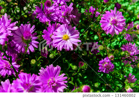 Purple wildflowers close-up. Rays of sunshine illuminate vibrant purple blossoms. 131460802