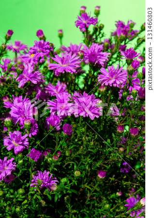 Bouquet of purple wildflowers. Purple wildflowers. Rays of sunshine illuminate vibrant purple blossoms. 131460803