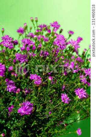Bouquet of purple wildflowers. Purple wildflowers. Rays of sunshine illuminate vibrant purple blossoms. Bouquet of purple wildflowers. Purple wildflowers. Rays of sunshine illuminate vibrant purple blossoms. 131460818