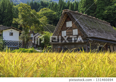 秋天的金色稻穗與白川鄉合掌村的傳統風景 131460894